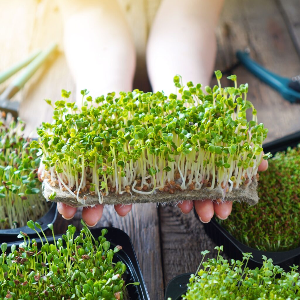 5 Amazing Microgreens Health Benefits RJ Microgreens