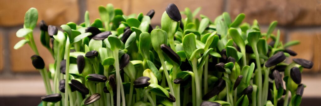 Amazing Microgreens Health Benefits Rj Microgreens